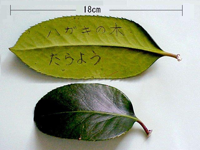 タラヨウの葉