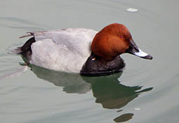 �z�V�n�W��