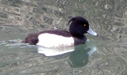 �L���N���n�W��