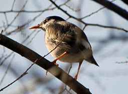 ���N�h��